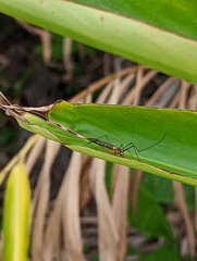 Nephrotoma australasiae