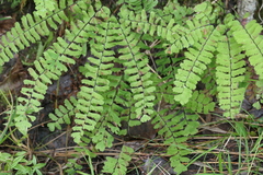 Adiantum viridimontanum