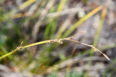 Carex pediformis