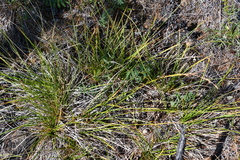 Carex pediformis