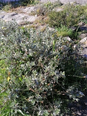 Podalyria sericea