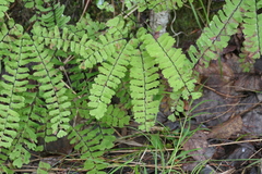Adiantum viridimontanum
