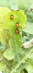 Coccinellidae