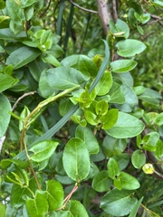 Muehlenbeckia adpressa