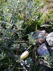 Podalyria sericea