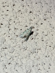 Cacotherapia flexilinealis