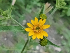 Simsia amplexicaulis