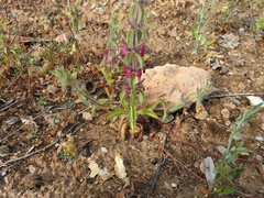 Sideritis romana purpurea