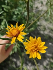 Simsia amplexicaulis