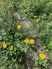 Simsia amplexicaulis