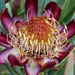 Protea acuminata - Photo (c) magriet b, μερικά δικαιώματα διατηρούνται (CC BY-SA), uploaded by magriet b
