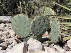 Opuntia lindheimeri