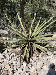 Agave lechuguilla