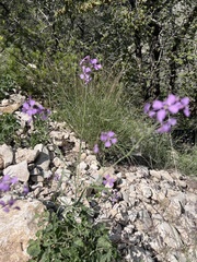 Hesperidanthus linearifolius