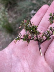 Cryptandra spinescens