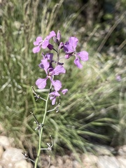 Hesperidanthus linearifolius