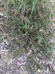 Cryptandra spinescens