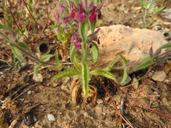 Sideritis romana purpurea