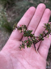 Cryptandra spinescens