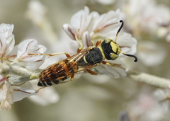 Philanthus ventilabris