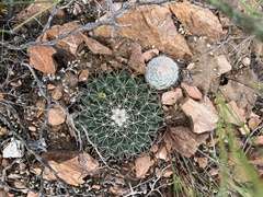 Mammillaria meiacantha