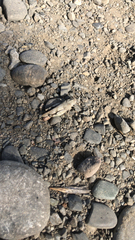 Oedipoda caerulescens