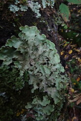 Parmelioideae
