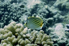 Chaetodon pelewensis
