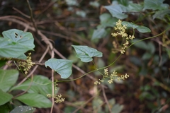 Dioscorea sinuata