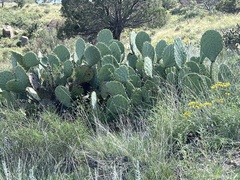 Opuntia lindheimeri