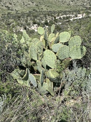 Opuntia lindheimeri
