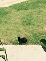 Oryctolagus cuniculus domesticus