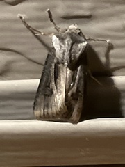 Agrotis