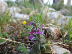 Sideritis romana purpurea