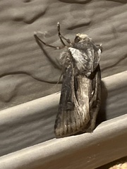 Agrotis
