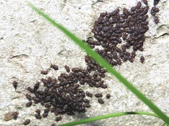 Cerastipsocus venosus