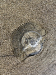 Aequorea