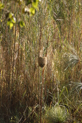 Amblyospiza albifrons