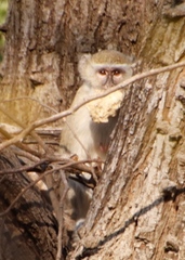 Chlorocebus cynosuros
