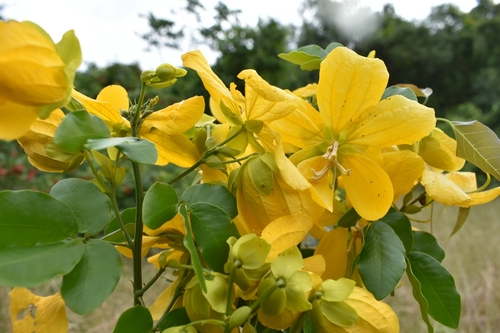 Senna angulata