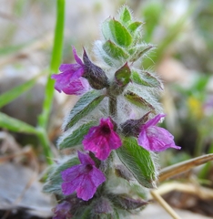 Sideritis romana purpurea