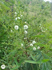 Acaciella angustissima