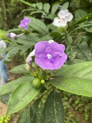 Brunfelsia