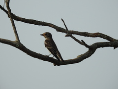Muscicapa griseisticta