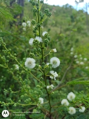 Acaciella angustissima