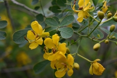 Senna pendula