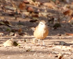 Tchagra australis
