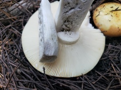 Russula decolorans