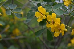 Senna pendula