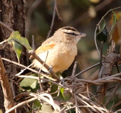 Tchagra australis